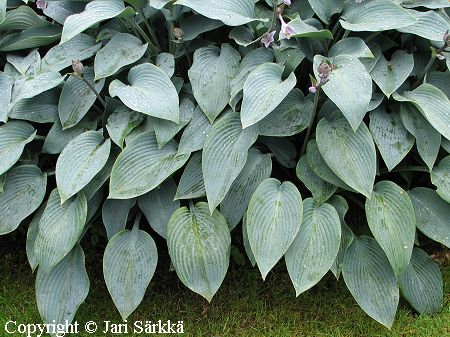  Hosta Tardiana-Ryhm 'Halcyon'